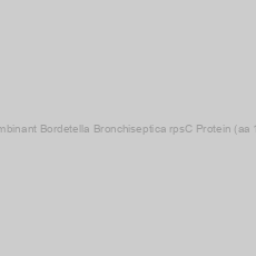 Image of Recombinant Bordetella Bronchiseptica rpsC Protein (aa 1-263)